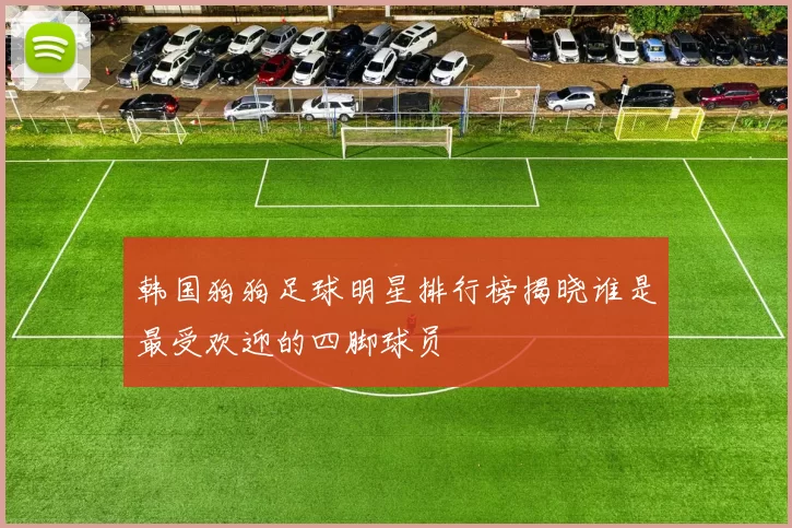 韩国狗狗足球明星排行榜揭晓谁是最受欢迎的四脚球员