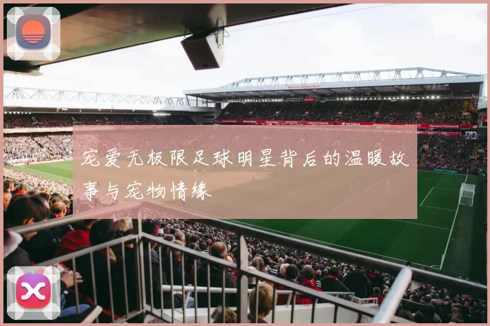 宠爱无极限足球明星背后的温暖故事与宠物情缘